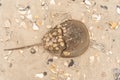 Horseshoe Crab Washed up on New Jersey Beach Royalty Free Stock Photo