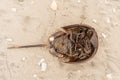 Horseshoe Crab Washed up on New Jersey Beach Royalty Free Stock Photo