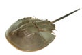 Horseshoe crab