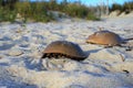 Horseshoe crabs ashore on beige silica sand beach Royalty Free Stock Photo