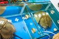 horseshoe crabs in market in Guangzhou city