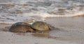 Horseshoe crabs mating Royalty Free Stock Photo