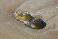 Horseshoe Crabs Mating Royalty Free Stock Photo