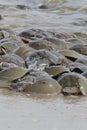 Horseshoe crab spawning on beach Royalty Free Stock Photo