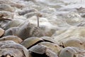 Horseshoe crab spawning on beach Royalty Free Stock Photo