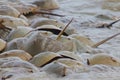 Horseshoe crab spawning on beach Royalty Free Stock Photo
