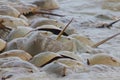 Horseshoe crab spawning on beach