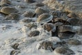 Horseshoe Crabs spawning in sperm filled water on the coastline of the Delaware Bay.