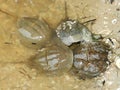 Horseshoe crabs