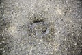 Horseshoe footprint