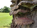 A horseshoe fungus growing on a tree