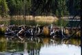 Horseshoe Lake Alaska Beaver Dam