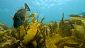 Horseshoe Leatherjacket and Kelp in Adelaide Royalty Free Stock Photo