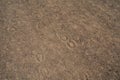 Horseshoe prints dug into dried dirt road in daytime Royalty Free Stock Photo