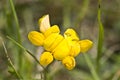 Horseshoe Vetch Flower Royalty Free Stock Photo