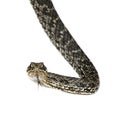 Horseshoe Whip Snake against white background Royalty Free Stock Photo