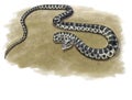 Horseshoe whip snake