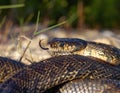 horseshoe whip snake, Hemorrhois hippocrepis