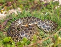 horseshoe whip snake, Hemorrhois hippocrepis