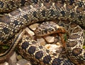 horseshoe whip snake, Hemorrhois hippocrepis