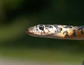 horseshoe whip snake, Hemorrhois hippocrepis Royalty Free Stock Photo