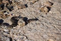 Horseshoe Whip Snake or Ladder Snake, Sierra de las Nieves, Spain