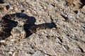 Horseshoe Whip Snake or Ladder Snake, Sierra de las Nieves, Spain