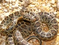 Horseshoe whip snake (Hemorrhois hippocrepis) on the rocky ground on a sunny day