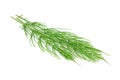 Horsetail Royalty Free Stock Photo