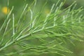 Horsetail at close magnification. Small trunk and narrow green needles