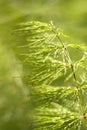 Horsetail close-up, (Equisetum sylvaticum) Royalty Free Stock Photo