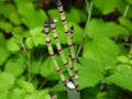 Horsetail closeup taken in Amercian River Parkway Royalty Free Stock Photo