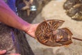 The horsetail crab is a detachment of aquatic helicera from the merostomy class. The name is given by the long xiphoid