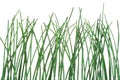 Horsetail Equisetum background Royalty Free Stock Photo