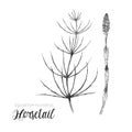 Horsetail - Equisetum fluviatile - black and white illustration