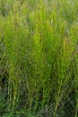 Horsetail Equisetum healing plant bunch background. Equisetum arvense or Snake grass is a medicinal plant Royalty Free Stock Photo