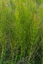 Horsetail Equisetum healing plant bunch background. Equisetum arvense or Snake grass is a medicinal plant Royalty Free Stock Photo