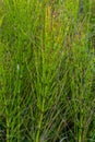 Horsetail Equisetum healing plant bunch background. Equisetum arvense or Snake grass is a medicinal plant Royalty Free Stock Photo