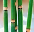 Horsetail Equisetum Plant.  Equisetum Hyemale. Macro. Royalty Free Stock Photo