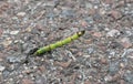 Horsetail, Equisetum plant growing out of asphalt Royalty Free Stock Photo