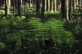 Horsetail. Equisetum sylvaticum. Royalty Free Stock Photo