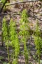 Horsetail - Equisetum sylvaticum Royalty Free Stock Photo