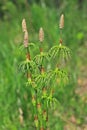 Horsetail - Equisetum sylvaticum Royalty Free Stock Photo