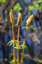 Horsetail - Equisetum sylvaticum Royalty Free Stock Photo