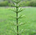 Horsetail field Equisetum arvense grows in nature