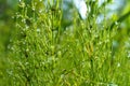 Horsetail green grass with dewdrops, dew drops on a stalk of horsetail