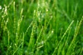 Horsetail green spring fresh forest thickets of grass in drops of morning dew sparkling in the sunlight Royalty Free Stock Photo