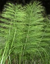 Horsetail herb Royalty Free Stock Photo