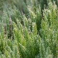 Horsetail herb Royalty Free Stock Photo