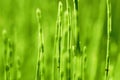 Herb horsetail